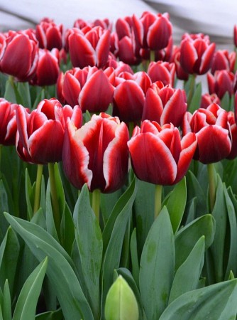 Armani - Стильный и грациозный,  элегантный вино-красный тюльпан с белыми краями. Высотой 40-60 см.